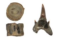 Protolama sp, vertebre